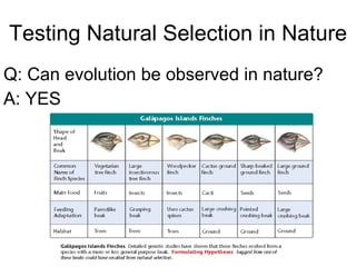 Testing Natural Selection in Nature Q: Can evolution be observed in nature? A: YES 