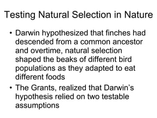 Testing Natural Selection in Nature Darwin hypothesized that finches had descended from a common ancestor and overtime, natural selection shaped the beaks of different bird populations as they adapted to eat different foods The Grants, realized that Darwin’s hypothesis relied on two testable assumptions 
