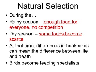Natural Selection During the… Rainy season –  enough food for everyone, no competition Dry season –  some foods become scarce At that time, differences in beak sizes can mean the difference between life and death Birds become feeding specialists 