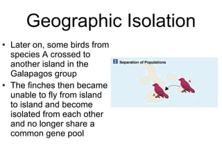 Geographic Isolation Later on, some birds from species A crossed to another island in the Galapagos group The finches then became unable to fly from island to island and become isolated from each other and no longer share a common gene pool 