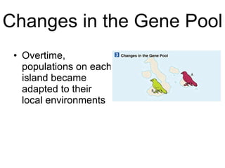 Changes in the Gene Pool Overtime, populations on each island became adapted to their local environments 
