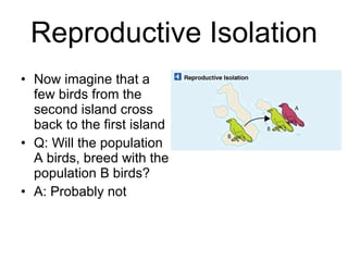 Reproductive Isolation Now imagine that a few birds from the second island cross back to the first island Q: Will the population A birds, breed with the population B birds? A: Probably not 