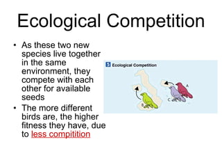 Ecological Competition As these two new species live together in the same environment, they compete with each other for available seeds The more different birds are, the higher fitness they have, due to  less compitition 