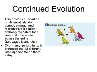 Continued Evolution This process of isolation on different islands, genetic change, and reproductive isolation probably repeated itself time and time again across the entire Galapagos island chain Over many generations, it produced the 13 different finch species found there today 