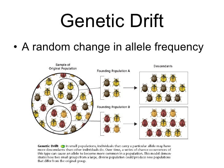 Natural Selection And Genetic Drift Natural Selection And Genetic Drift