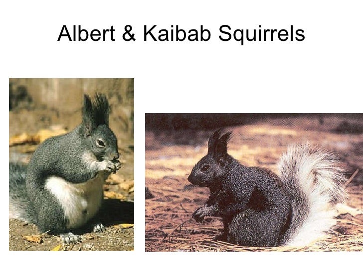 Biology Chp 16 Evolution Of Populations Powerpoint