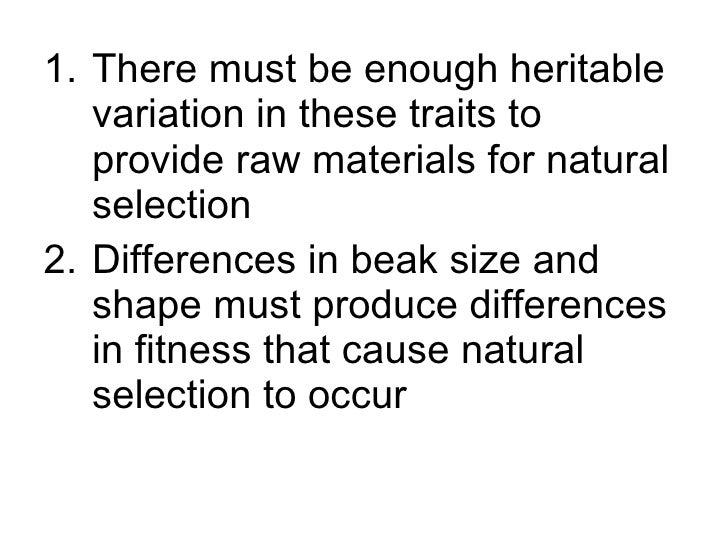How Are The Grants Testing Darwin S Theory Of Natural Selection How Are The Grants Testing Darwin S Theory Of Natural Selection
