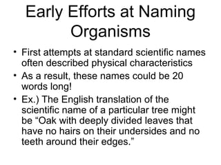 Early Efforts at Naming
        Organisms
• First attempts at standard scientific names
  often described physical characteristics
• As a result, these names could be 20
  words long!
• Ex.) The English translation of the
  scientific name of a particular tree might
  be “Oak with deeply divided leaves that
  have no hairs on their undersides and no
  teeth around their edges.”
 