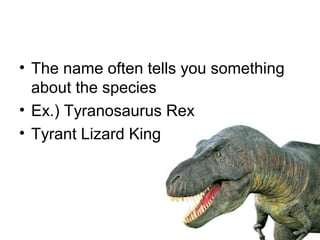 • The name often tells you something
  about the species
• Ex.) Tyranosaurus Rex
• Tyrant Lizard King
 