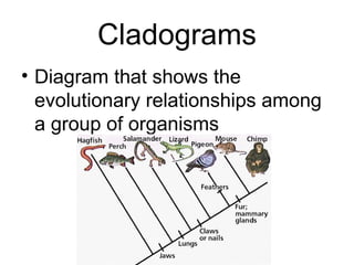 Cladograms
• Diagram that shows the
  evolutionary relationships among
  a group of organisms
 