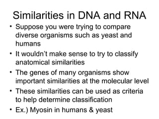Similarities in DNA and RNA
• Suppose you were trying to compare
  diverse organisms such as yeast and
  humans
• It wouldn’t make sense to try to classify
  anatomical similarities
• The genes of many organisms show
  important similarities at the molecular level
• These similarities can be used as criteria
  to help determine classification
• Ex.) Myosin in humans & yeast
 