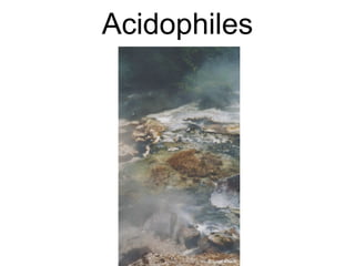 Acidophiles
 