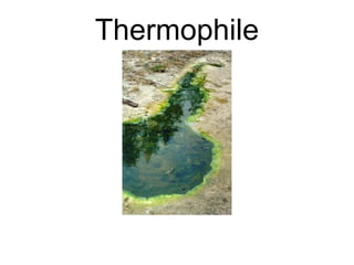 Thermophile
 