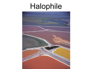 Halophile
 