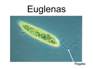 Euglenas




           Flagella
 