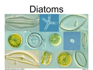Diatoms
 