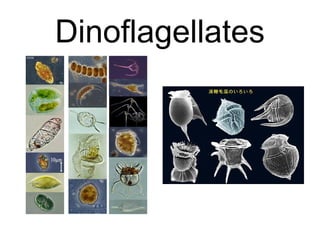 Dinoflagellates
 