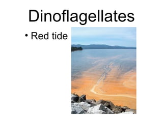 Dinoflagellates
• Red tide
 