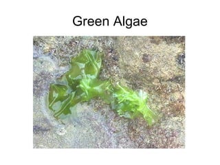 Green Algae
 