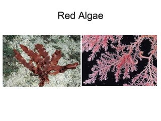 Red Algae
 