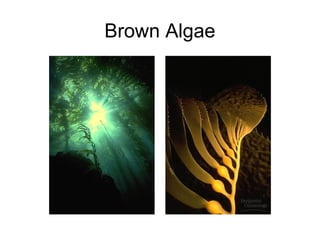 Brown Algae
 