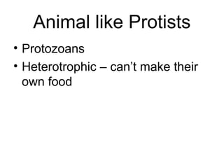 Animal like Protists
• Protozoans
• Heterotrophic – can’t make their
  own food
 
