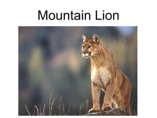 Mountain Lion
 