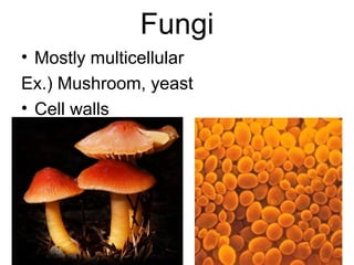 Fungi
• Mostly multicellular
Ex.) Mushroom, yeast
• Cell walls
 