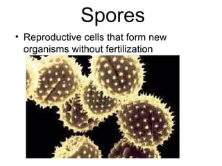 Spores
• Reproductive cells that form new
  organisms without fertilization
 