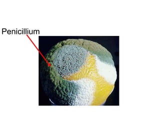 Penicillium
 