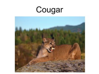 Cougar
 