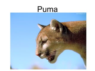 Puma
 