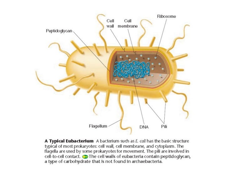 Biology Chp 19 Bacteria And Viruses PowerPoint