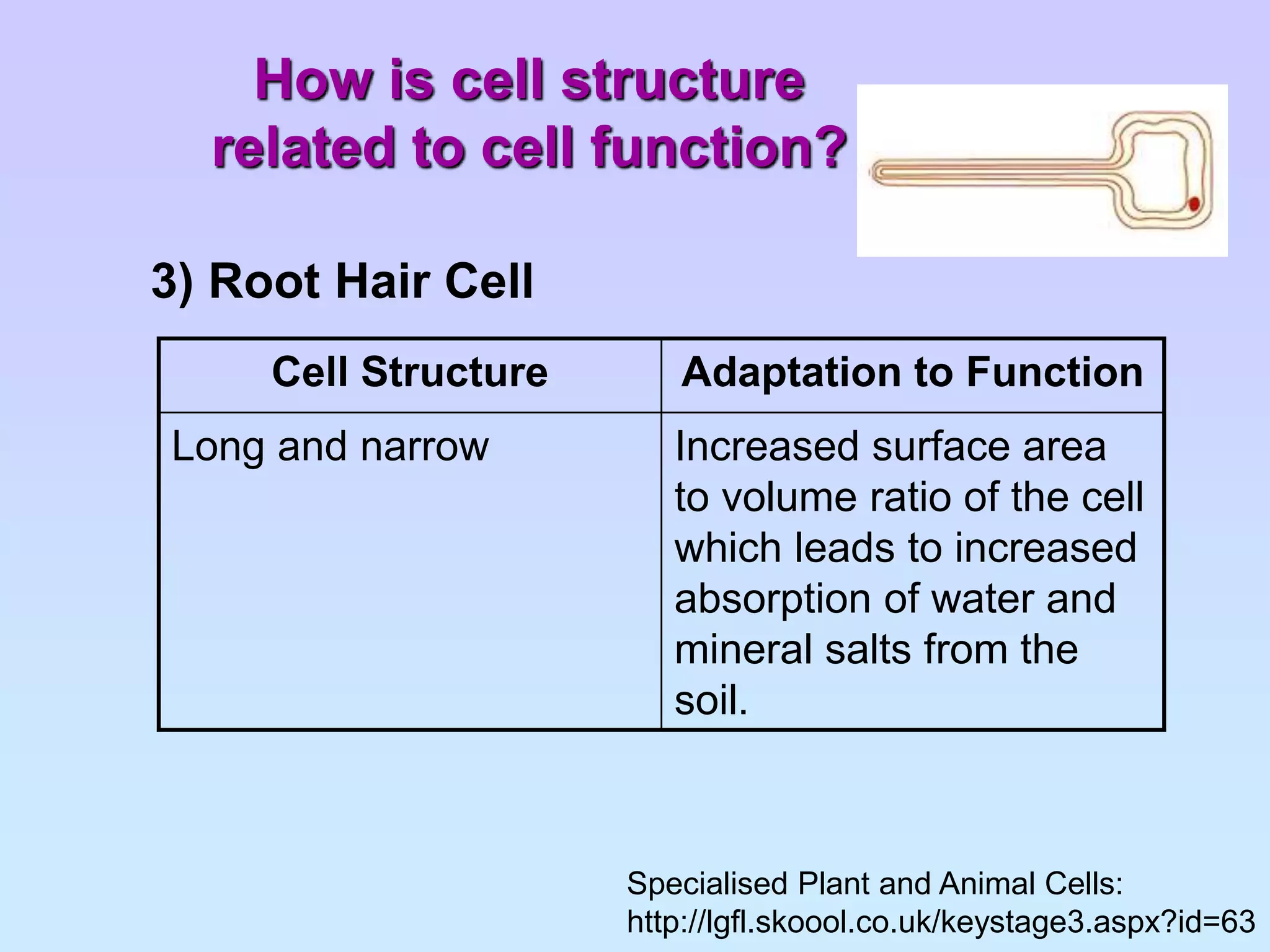 Biology chapter 1 cell structure and organisation | PPT