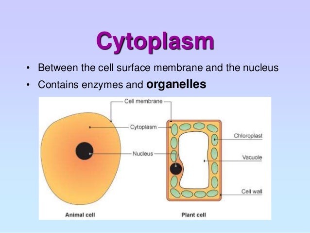 majemuk tabel bunga pdf collections Stage 3  Image To How Cell Diagram Key  Plant