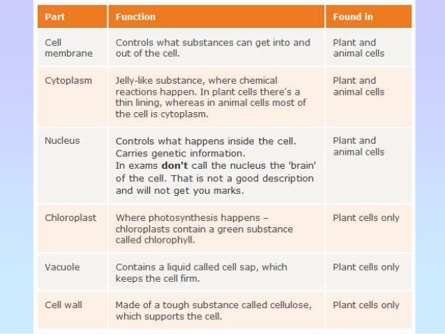 Biology chapter 1 cell structure and organisation