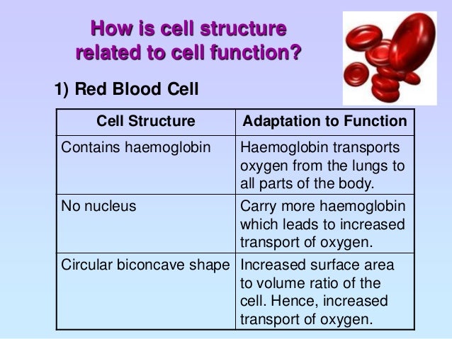 Biology chapter 1 cell structure and organisation