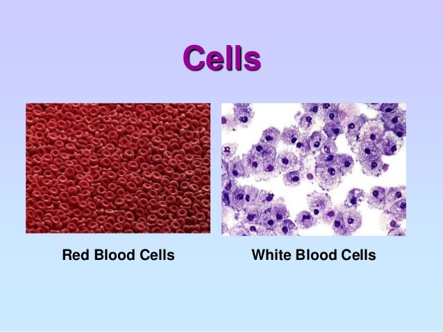 Biology chapter 1 cell structure and organisation