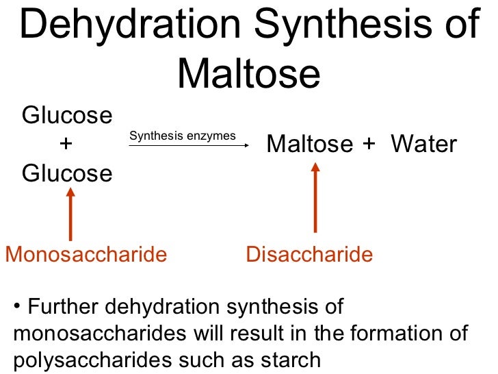 Dehydration synthesis biology