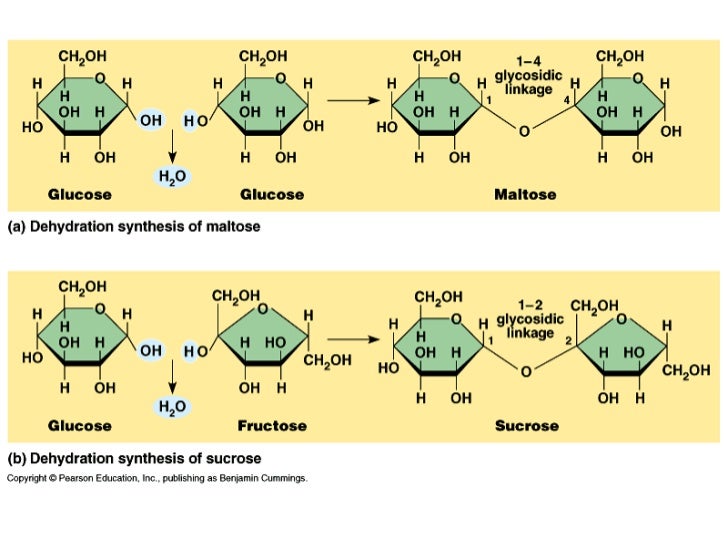 Dehydration synthesis biology