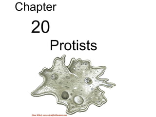 Protists Chapter     20 Protists 