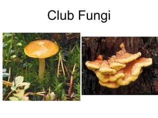 Biology Chp 21 Fungi Powerpoint