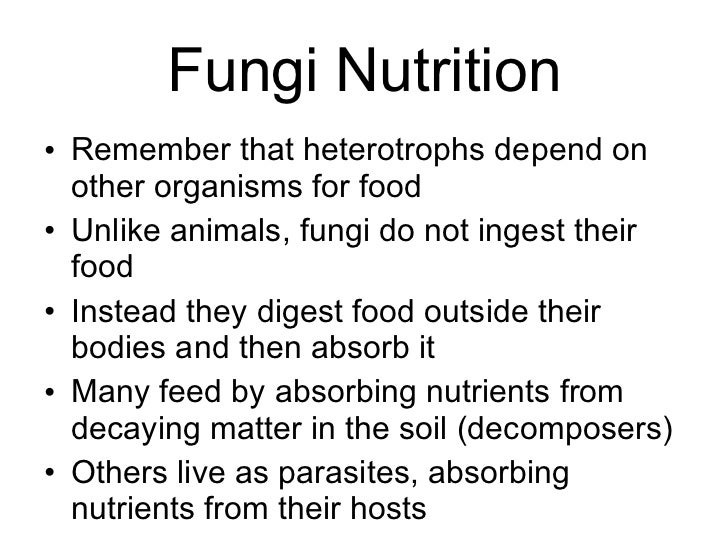Where Do Fungi Store Their Food Where Do Fungi Store Their Food