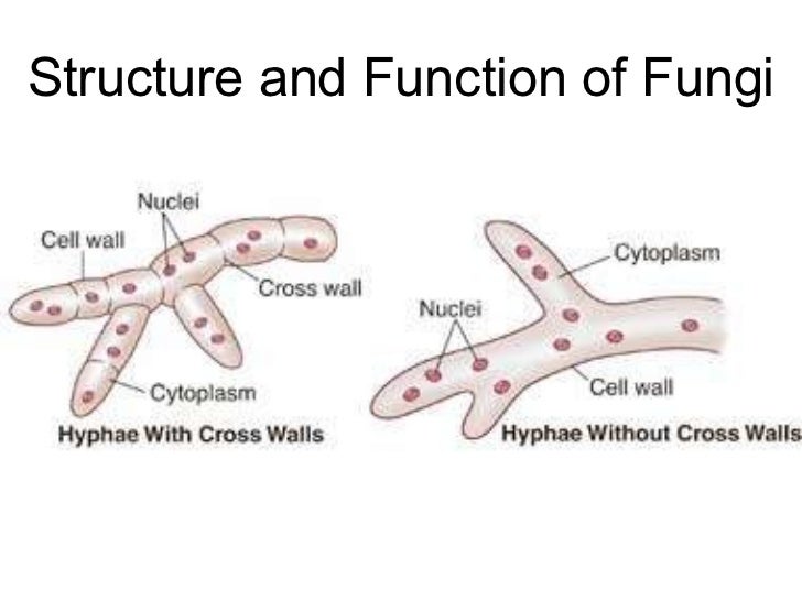 fungi diagram biology chp 21 fungi powerpoint fungi diagram biology chp 21 fungi powerpoint