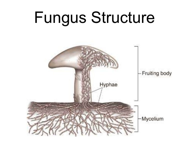 fungi diagram biology chp 21 fungi powerpoint fungi diagram biology chp 21 fungi powerpoint