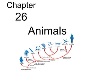 Chapter
  26
       Animals
 