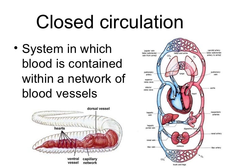 Biology - Chp 26 - Animals - PowerPoint