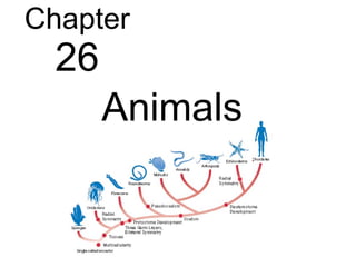 Chapter 26 Animals 
