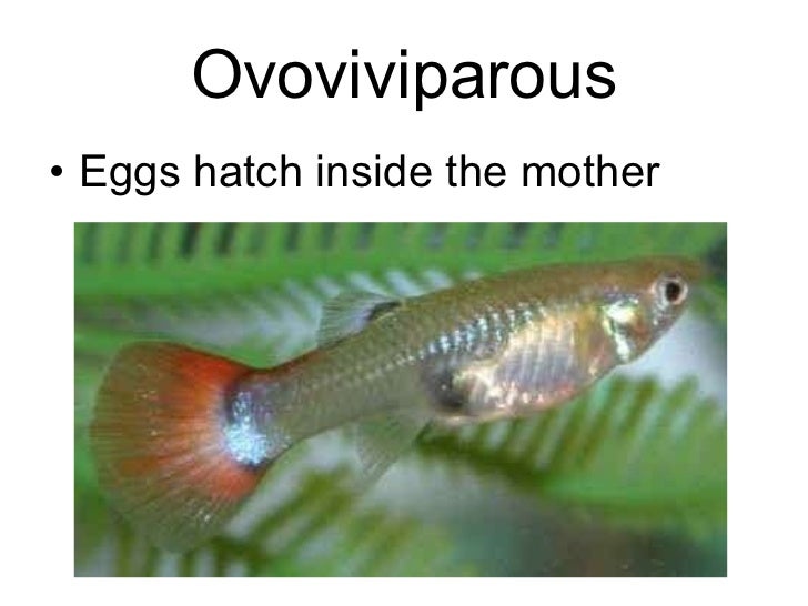 What are ovoviviparous animals?
