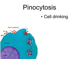 Pinocytosis Cell drinking 